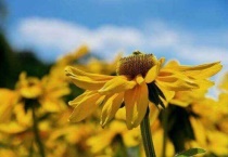 金光菊花语是什么？