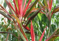 红羽竹芋有毒吗？