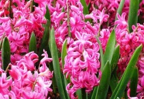 怎样防止风信子长太高