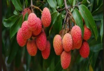 广西荔枝的成熟时间 中国荔枝之乡是哪里