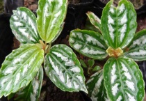 皱叶冷水花开花吗？