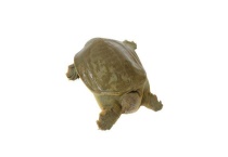 甲鱼怎么养不容易死