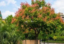 栾树的作用与价值