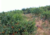 橘子坐不住果是什么原因？