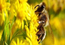 中蜂失王后几天会急造王台 附造台条件