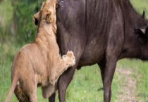 牛尾巴该怎么清洗 炖汤的步骤是什么？