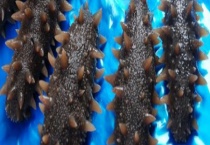 海参冷冻一年后还能不能吃 冻干海参是什么？