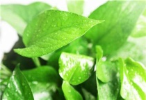 绿萝可以去除甲醛吗？