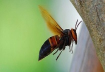 中国大虎头蜂的毒性强吗 被中国大虎头蜂蛰了会怎样？