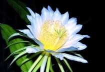 火龙果的花有什么功效