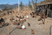 养500只鸡需要投资多少？