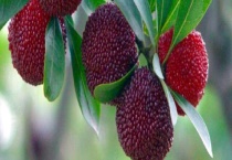 杨梅保存多久？