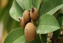 人心果结果需要几年 附栽培技术