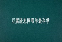 豆腐渣怎样喂羊最科学