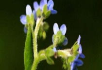 琉璃草有毒吗？