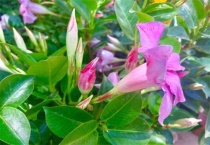 飘香藤耐寒吗？