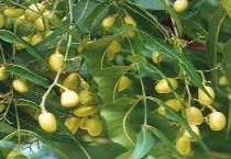 印楝素能杀什么虫