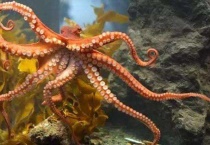 八爪鱼的黄是什么东西