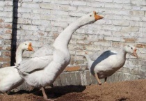 鹅不下蛋的原因？