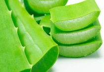 无根的芦荟能泡出根吗？