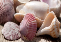 贝壳的繁殖方法 附贝壳的基本介绍