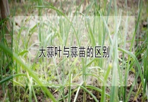 大蒜叶与蒜苗的区别？