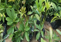 鸭脚木伤根了如何多久？