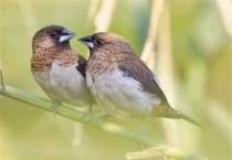 保姆鸟是不是见蛋就孵