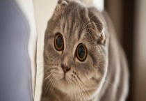 苏格兰折耳猫怎么养？它吃什么？