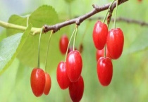 中国车厘子产地