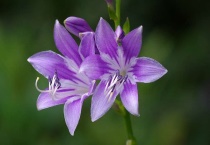 玉簪花不长叶子怎么办？