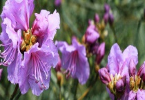 朝鲜的国花是什么花？盆栽要点有哪些？