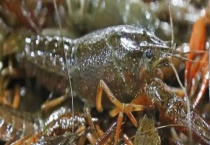 小龙虾能不能生吃 龙虾的哪个部位不能吃