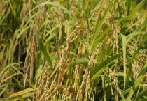 稻谷和小麦有什么区别？？