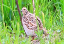 鹌鹑的繁殖方法 选择优良品种