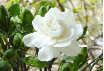 牡丹栀子与大花栀子的区别？