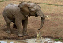 大象用什么喝水