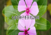 长春花种子冬天可以种吗？