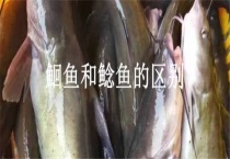 鮰鱼和鲶鱼的区别？