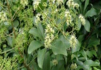 鸭脚木什么时候开花 附其地理分布、泌蜜条件和蜂蜜产量