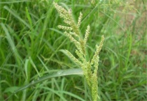 稗子是什么植物