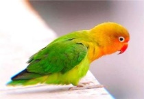 牡丹鹦鹉耐寒多少度