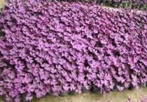 紫色叶子的植物叫什么？