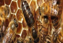 蜂王藏在蜂群什么位置 先要会识别蜂王