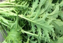 雪菜是不是盐菜 雪菜和盐菜是什么？