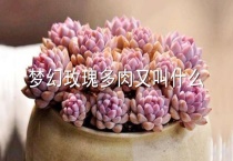 梦幻玫瑰多肉又叫什么？