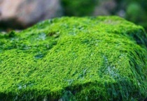 野外挖的苔藓为什么活不了