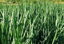 怎样区分巨菌草和皇竹草 二者的产量是多少？