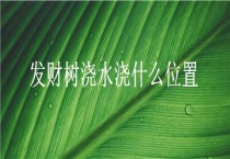 发财树浇水浇什么位置