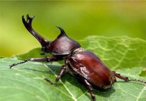 独角仙的外形和特点